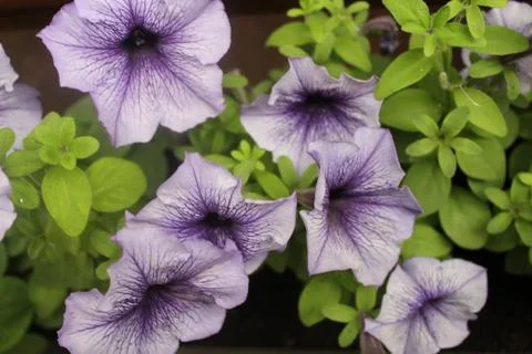 Beautiful pale with blue petunia flower Stock Photos