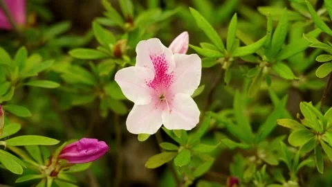 A Beautiful Pale Pink Azalea on a spring day Stock-Footage 332855441