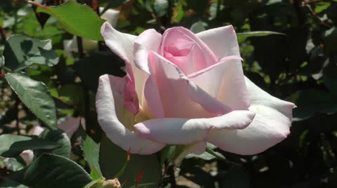 Beautiful pale pink full rose bud Stock Footage 24706067