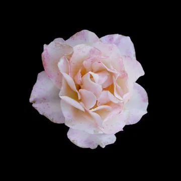 Beautiful pale pink rose isolated on a black background Stock Photos