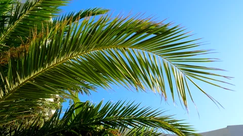 Beautiful palm leaves background. Selective focus. Stock Footage 335146152