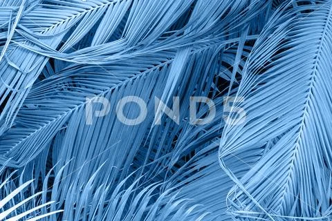 Beautiful palm leaves texture toning in blue color of the year 2020 Stock Illustration