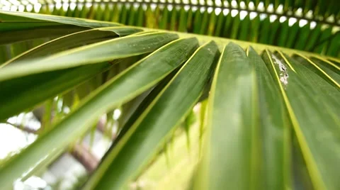 Beautiful Palm Leaves of Tree in Daylight. Slow Motion. Vidéo 41495746