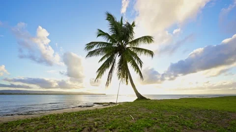 Beautiful palm tree against the backdrop of a sea sunset with a cloudy sky. Stock Footage 340383059