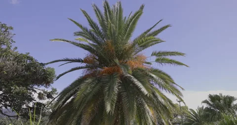 Beautiful palm tree against the blue sky, 4K slomo Stock Footage 254183171