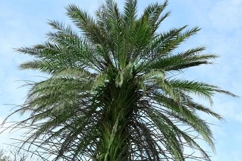 Beautiful palm tree against blue sky, low angle view 写真素材