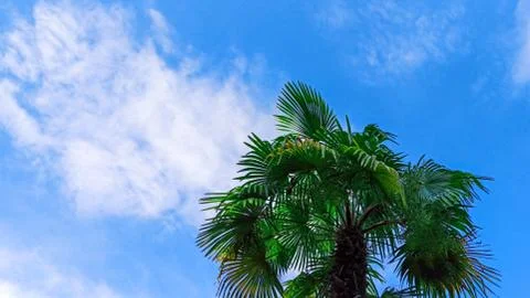 Beautiful palm tree against a bright blue sky. Palm tree tropical background Foto stock