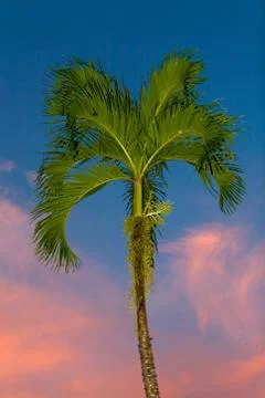 Beautiful palm tree on the background blue sky and pink clouds. Stock Photos