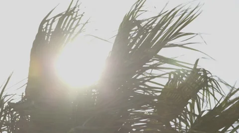 Beautiful Palm Tree with Backlit Sun Stock Footage 47561286