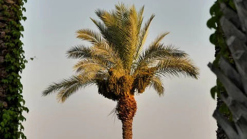 Beautiful palm tree between the trees against the blue sky. Stock Footage 129199883