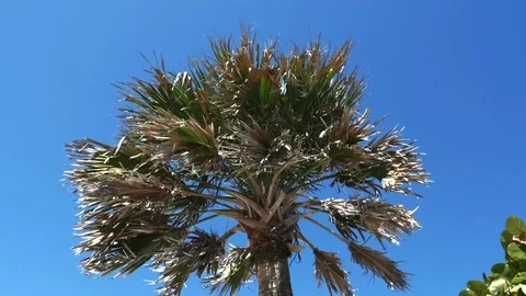 Beautiful Palm Tree Blowing in Wind in Melbourne, FL Video stock 104805185