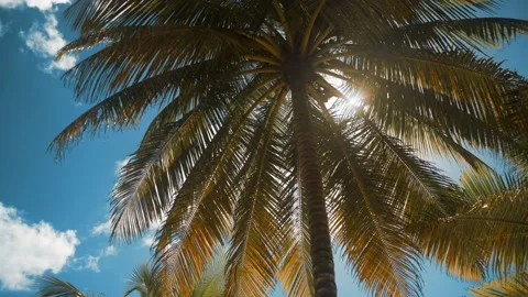 Beautiful Palm tree with a bright sunset on a sunny Stock Footage 140935132