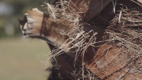 Beautiful palm tree close-up Stock Footage 90586295