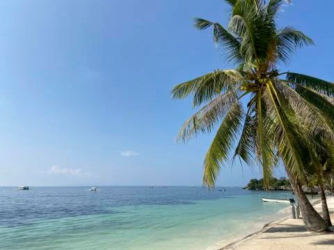Beautiful palm tree with coconuts on sandy beach,blue-bruise sea with boats,sky Stock Photos