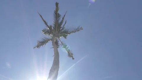 Beautiful Palm Tree Stock Footage 77274732