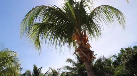 Beautiful Palm Tree in a hot sunny weather in Cuba Stock Footage 64663891