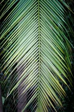 Beautiful palm tree leaf Stock Photos