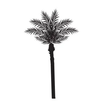 Beautiful Palm Tree Leaf Silhouette Background Vector Illustration イラスト素材