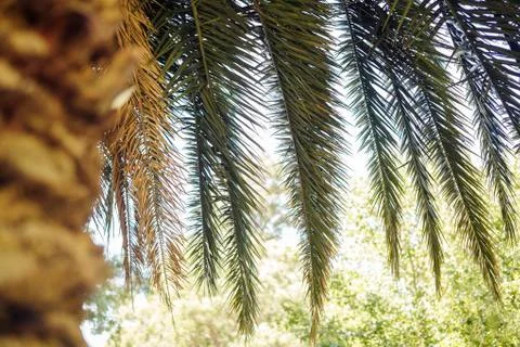 Beautiful palm tree leaves. Summer vacation Foto stock