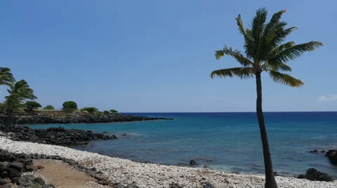 Beautiful Palm tree lined beach in Hawaii Stock Footage 64882851