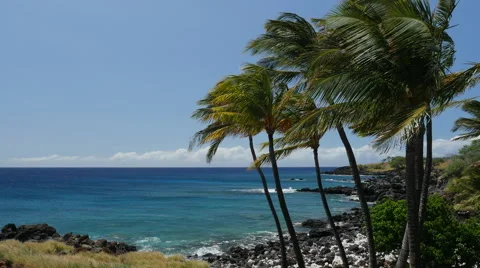 Beautiful Palm tree lined beach in Hawaii Stock Footage 64883164