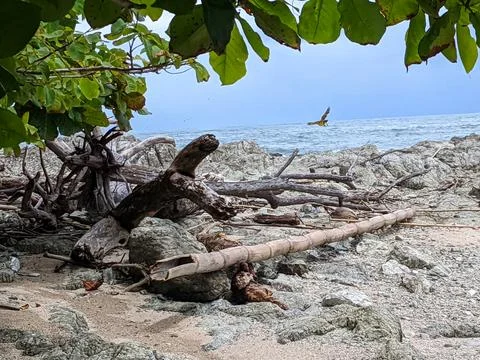 Beautiful palm tree lined beach views Costa Rica Foto stock