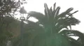 Beautiful palm tree in Park Guell, Barcelona 4k or 4k+ Resolution