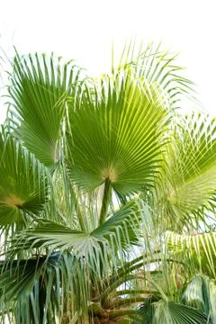 Beautiful palm tree Stock Photos