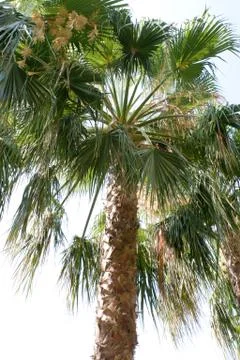 Beautiful palm tree Stock Photos