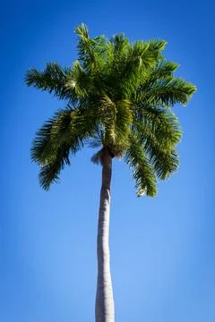 Beautiful palm tree Stock Photos
