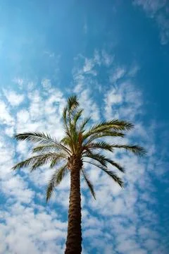 Beautiful palm tree Stock Photos