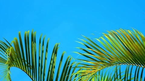 Beautiful palm tree with sky background Stock Footage 122272729