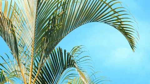 Beautiful palm tree with sky background Stock Footage 122272893