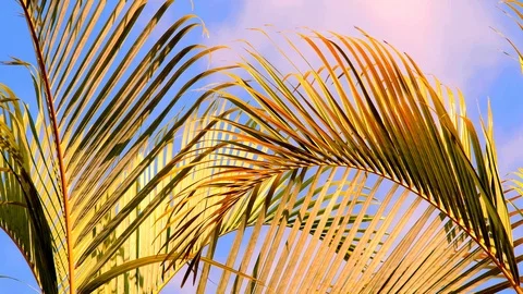 Beautiful palm tree with sky background Stock Footage 122272945