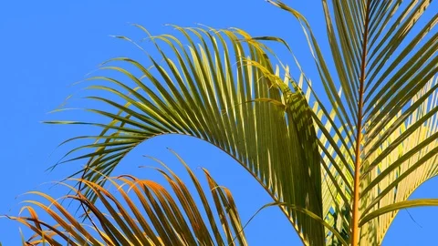 Beautiful palm tree with sky background Stock Footage 122273007
