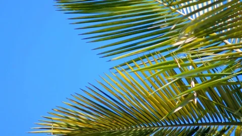Beautiful palm tree with sky background Stock Footage 122273078