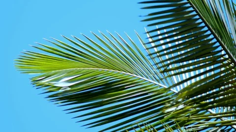 Beautiful palm tree with sky background Stock Footage 122273082
