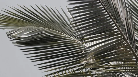 Beautiful palm tree with sky background Stock Footage 122273152