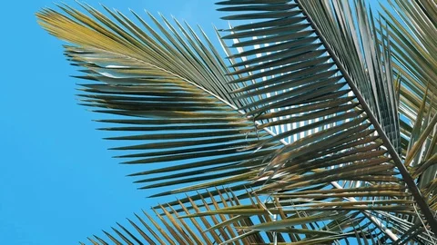 Beautiful palm tree with sky background Stock Footage 122273167