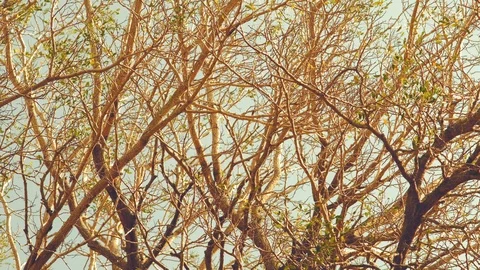 Beautiful palm tree with sky background Stock Footage 122439760