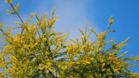 Beautiful palm tree with sky background Stock Footage 122439941