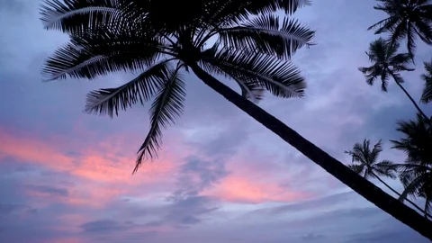 Beautiful Palm Tree Sunset Stock Footage 121389508