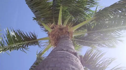 Beautiful Palm Tree Swaying in the Wind Stock Footage 47323506