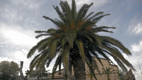 Beautiful palm tree sways in the wind, sunny weather Stock Footage 107115108