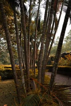 Beautiful Palm tree trunks, Palm garden. 写真素材