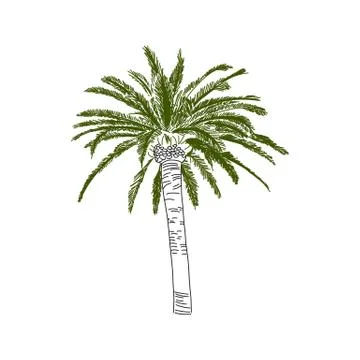 Beautiful palm tree on white background, sketch. Stock Illustration