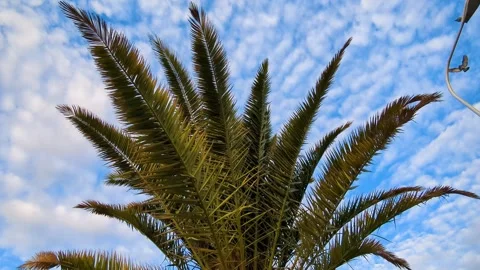 Beautiful palm trees against a blue cloudy sky illuminated by the rays of the se Stock Footage 320906277