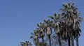 Beautiful Palm Trees Along Sunset Strip Boulevard, Hollywood, USA HD Footage