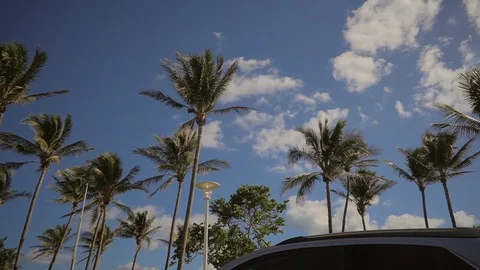 Beautiful palm trees from a car window. Stock Footage 94621215