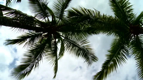 Beautiful palm trees with clouds Stock Footage 53244475
